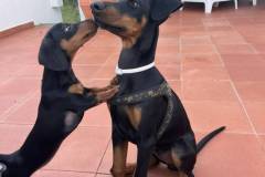 cane2
